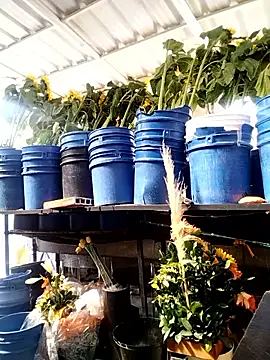 Almeyjose online show from 01.13.26