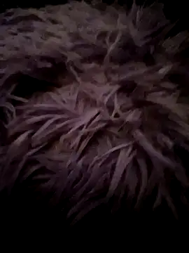 Snapshot of LilithAngle chatting on 01.11.26 LilithAngle online show from 01.11.26