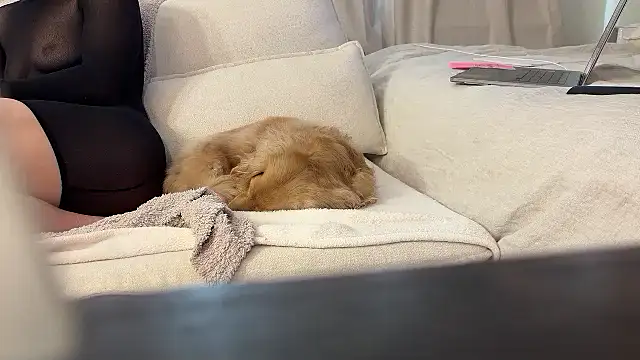 Ambrrr online show from 04.11.26