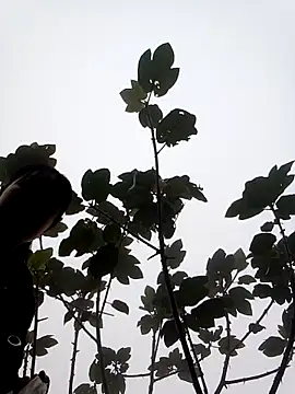 him220 online show from 03.07.26