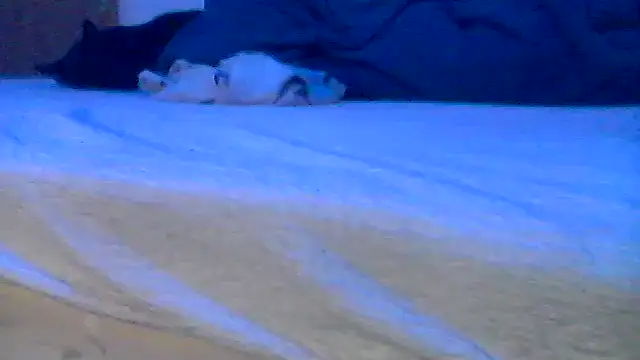 Silencio26 online show from 04.19.26