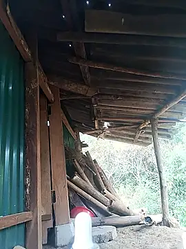 feli-00 online show from 01.10.26