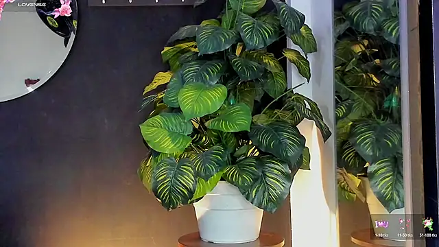 Noaah25  online show from 03.20.26