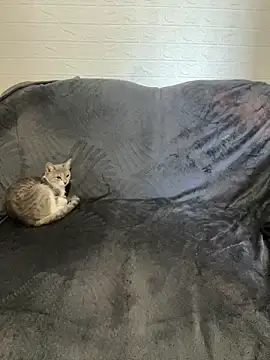 Snapshot of AlisRoxy chatting on 02.22.26 AlisRoxy online show from 02.22.26