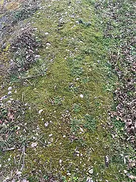 magicdickx21 online show from 02.20.26