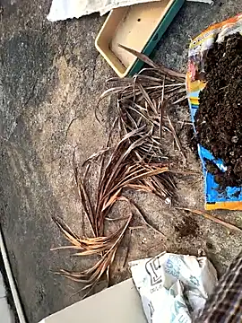 Snapshot of Castrol1289 chatting on 02.27.26 Castrol1289 online show from 02.27.26