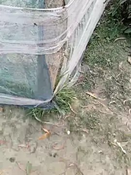 Snapshot of Tanla_akter chatting on 03.04.26 Tanla akter online show from 03.04.26