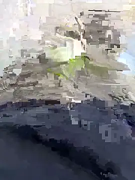 Nickysfd01 online show from 04.14.26