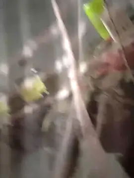 chutki deewana online show from 03.24.26