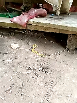 NIANIAKUTE online show from 04.14.26