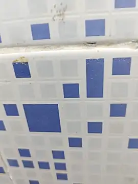 diljaan51 online show from 03.28.26