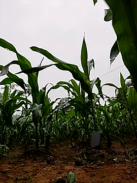 Ruby Lucy online show from 04.02.26