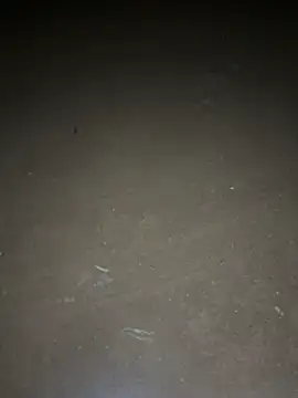 yingzi003 online show from 04.16.26