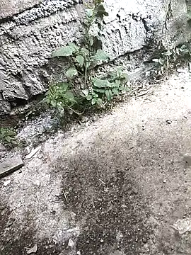 Rocky pune online show from 04.16.26