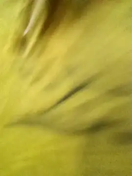 Sakshi Bhabhi online show from 05.11.26