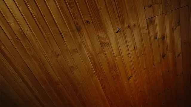 coraline latin online show from 09.25.25