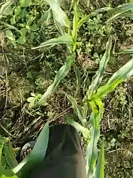 ThethunderPo online show from 03.17.26