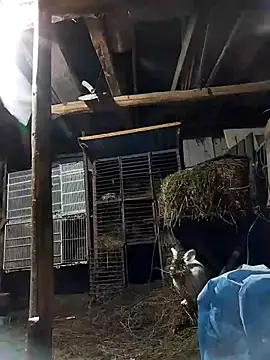 sarpe4 online show from 02.08.26