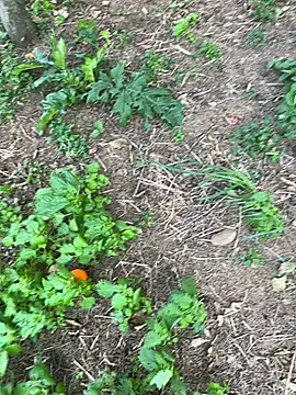 curcuro online show from 03.28.26