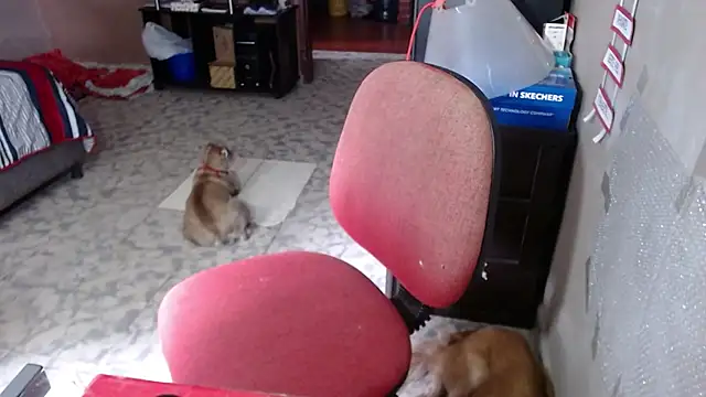 Barbiegomez online show from 03.24.26