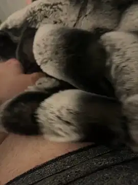 Furdale online show from 12.02.24