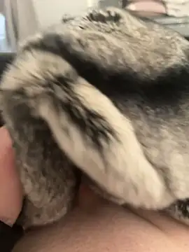 Furdale online show from 02.24.25