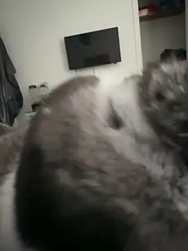 Furdale online show from 09.18.25