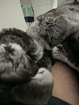 Furdale online show from 09.24.25