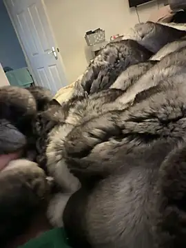 Furdale online show from 02.15.26