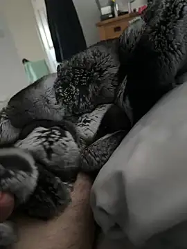 Furdale online show from 04.21.26