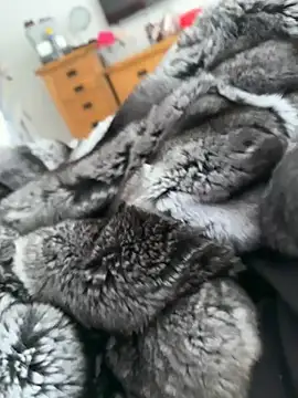 Furdale online show from 04.22.26