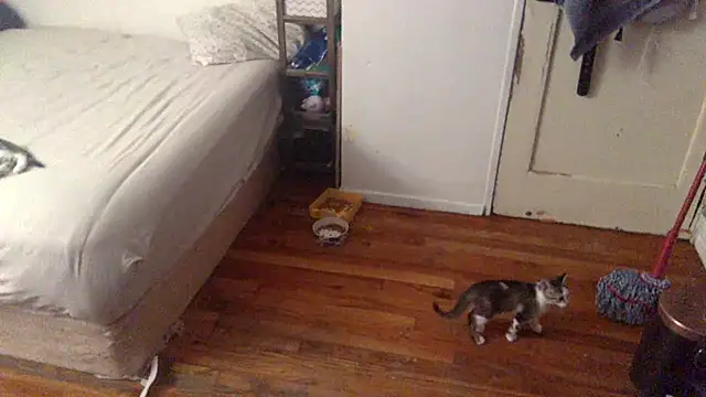 BIG-CkD F online show from 09.08.25