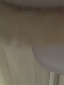 GHsveter online show from 03.31.26