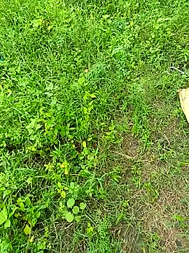 Snapshot of kummuduabbai chatting on 09.12.25 kummuduabbai online show from 09.12.25