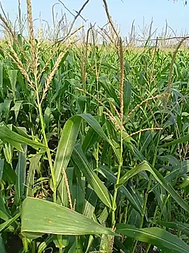 kummuduabbai online show from 04.12.26