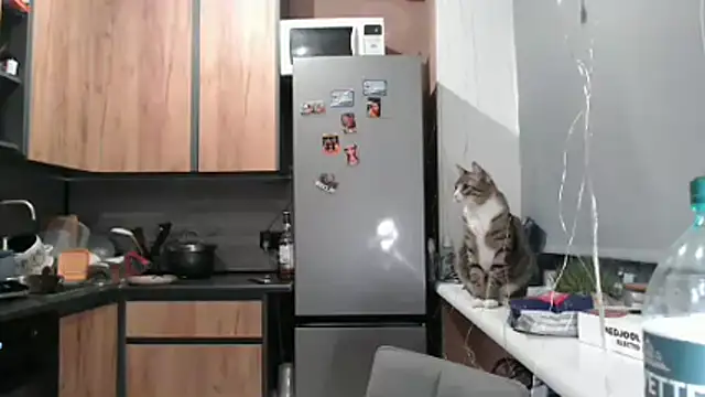 delightful sofi online show from 03.21.26