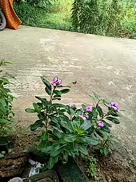 COUPLLE VILLAGE online show from 09.19.25